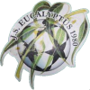 logo Eucalyptus