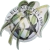 logo Eucalyptus